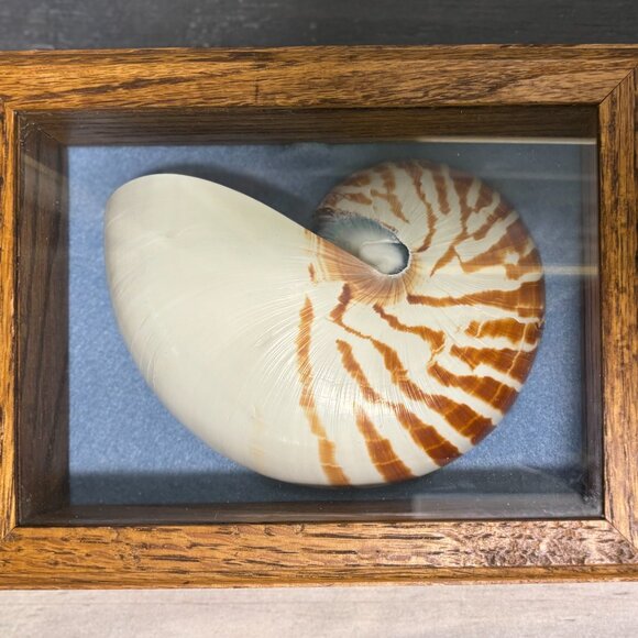 Nautilus Shell Shadow Box Decor- Set of 3. - Picture 4 of 4
